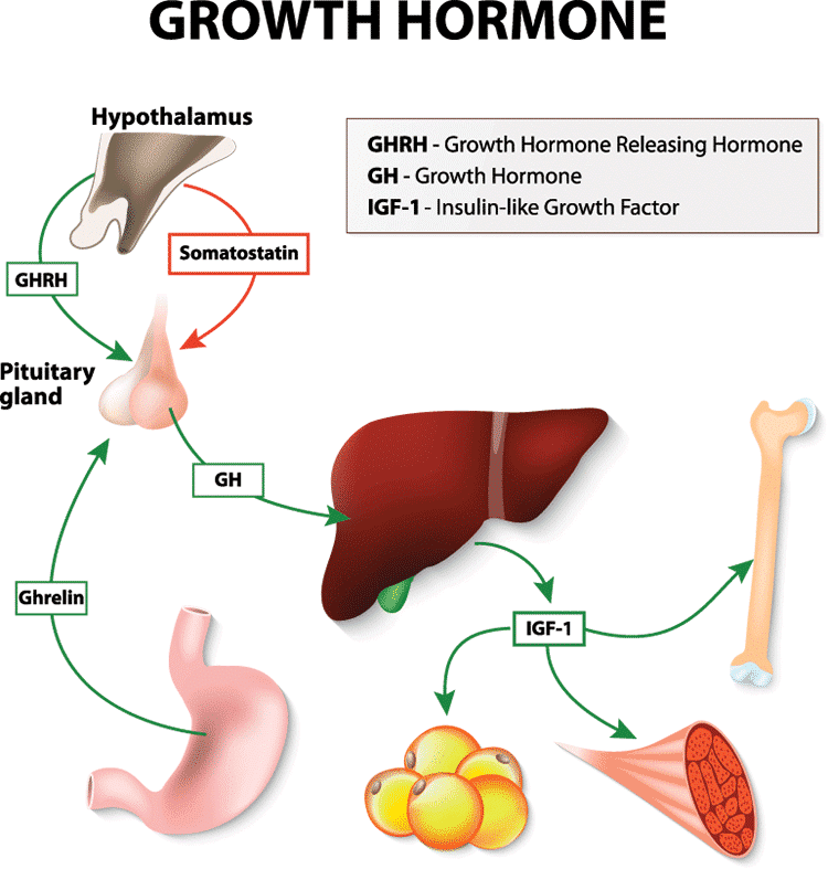 Human Growth Hormone