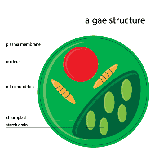 -algae-structure -algae-structure