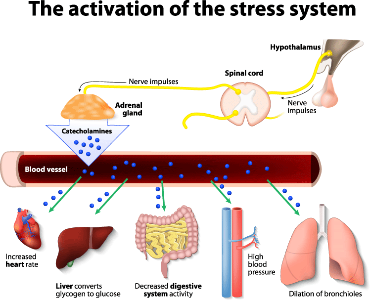 stress adrenals stress adrenals