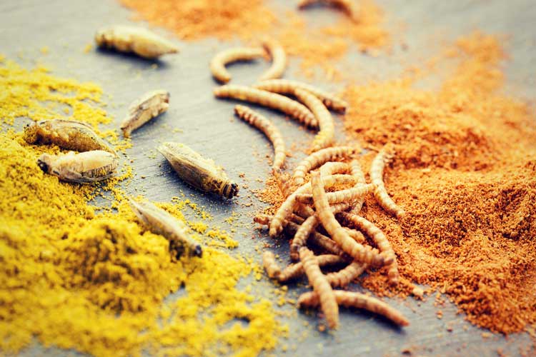 flour powder
