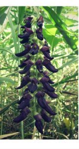 Comprehensive Review of Tranquil Blend CBD Gummies: Benefits, Safety, and Effectiveness gpvuS