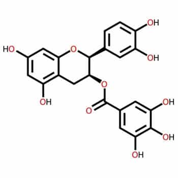 epicatechin supplement myostatin inhibitor epicatechin structure