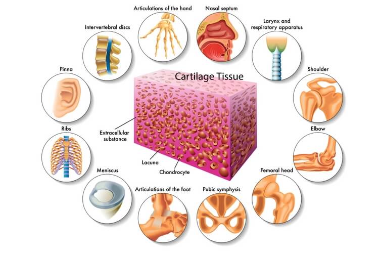 cartilage cartilage