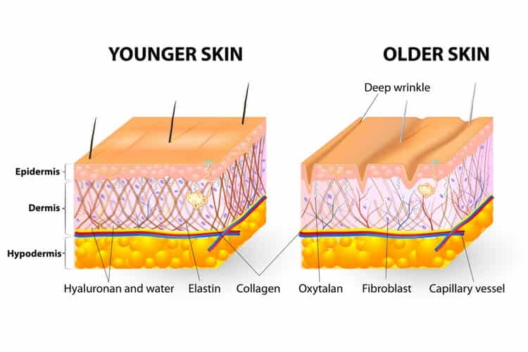 skin aging skin aging