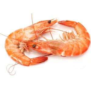 shrimp