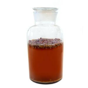kombucha kombucha