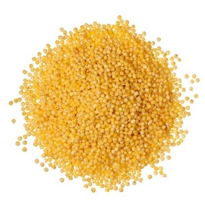 sorghum sorghum