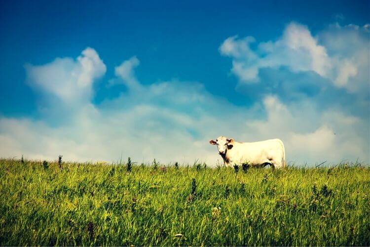 grass fed meat grass fed meat