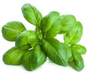 basil basil
