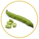 fava beans