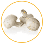 white button mushroom