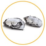 oyster