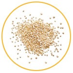 quinoa