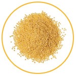 sorghum