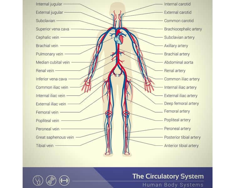 circulatory system