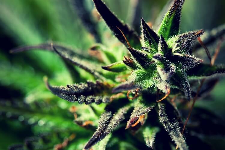 bud closeup bud closeup