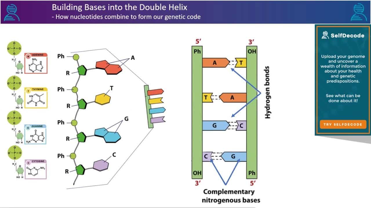 building bases into the double helix