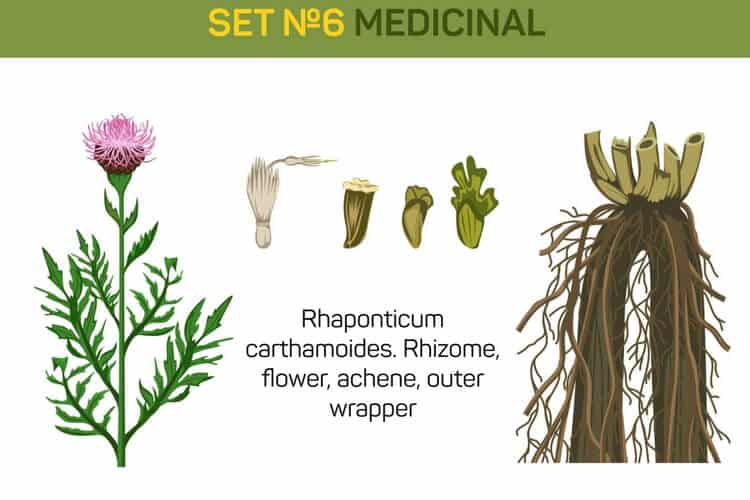 rhaponticum carthamoides rhaponticum carthamoides