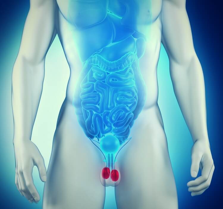 testicles