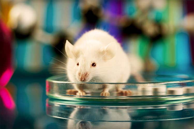 lab rat lab rat