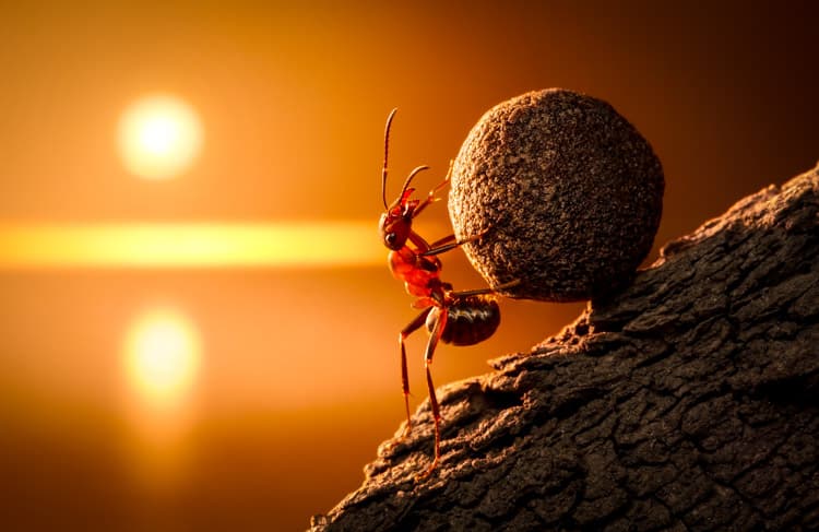 Ant health benefits Ant health benefits