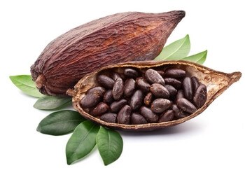 cacao cacao