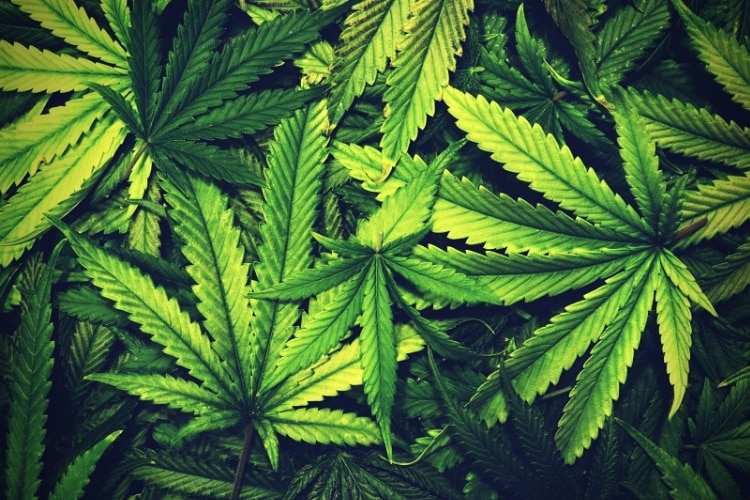 Cannabis Texture Marijuana Leaf Pile Background Cannabis Texture Marijuana Leaf Pile Background