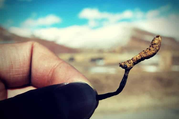 Chinese caterpillar fungus in hand Chinese caterpillar fungus in hand