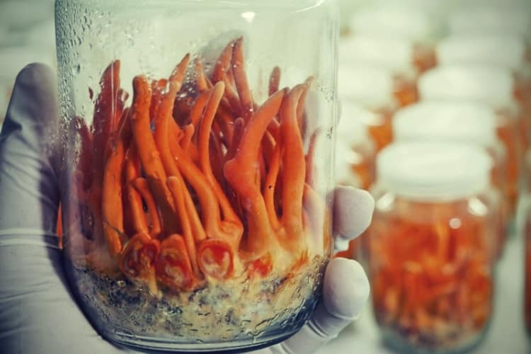 Cordyceps Militaris cultivation and harvesting using hand