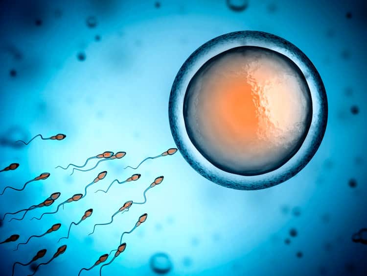 semen sperm egg