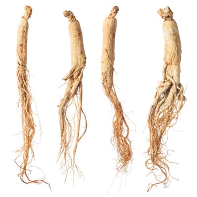 ginseng root illustration