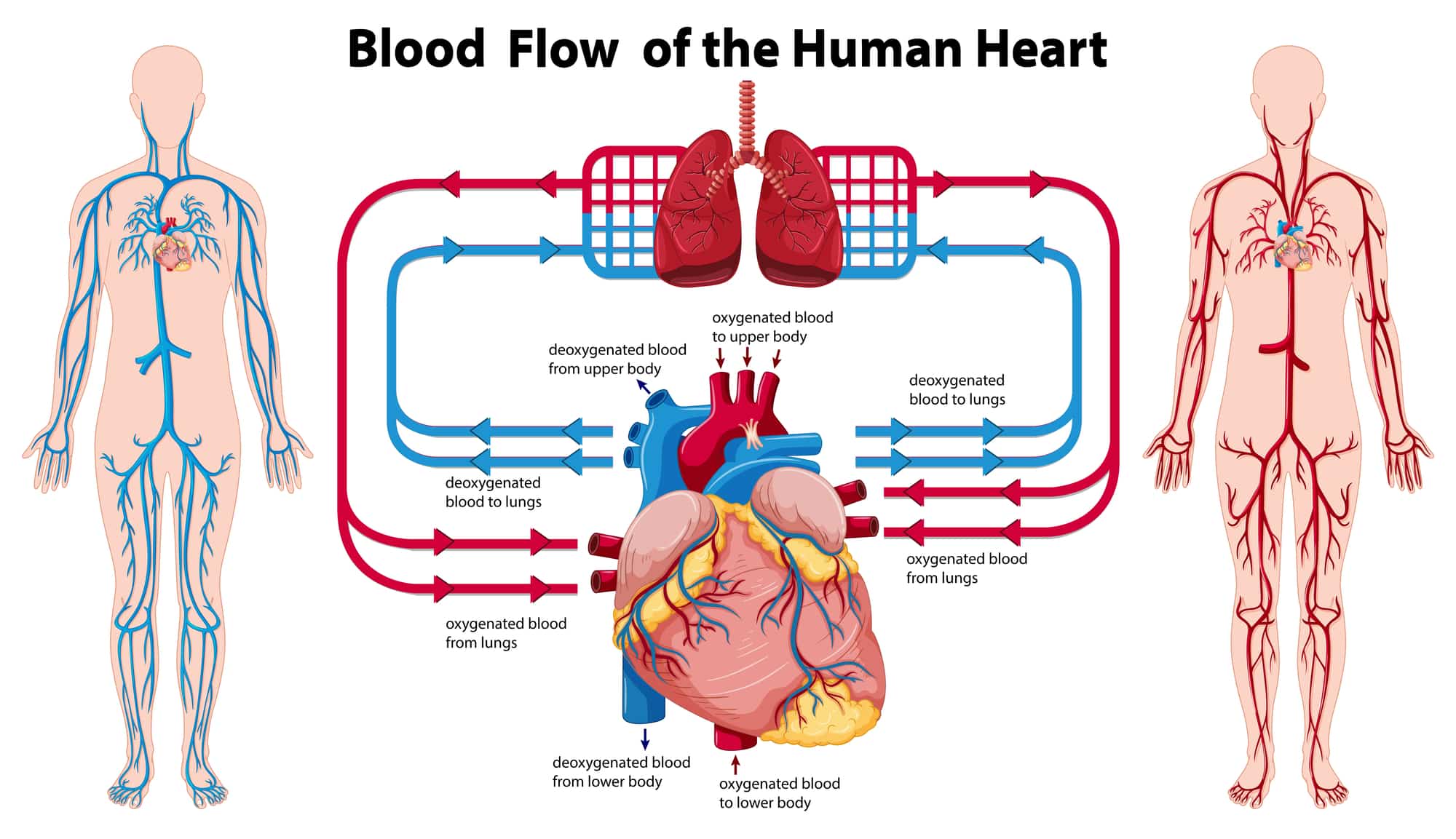 Diagram showing blood flow of the human heart Diagram showing blood flow of the human heart