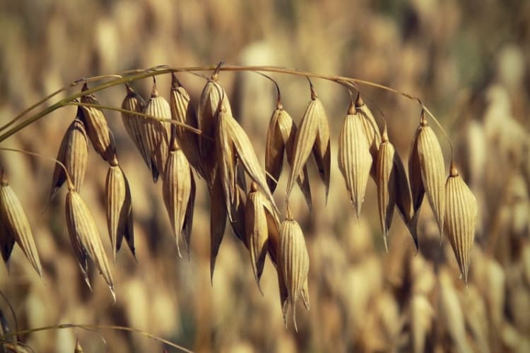 Field agriculture harvest cereals avena sativa