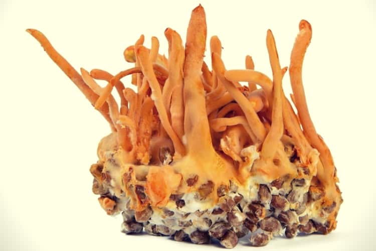 Fresh Cordyceps mushroom