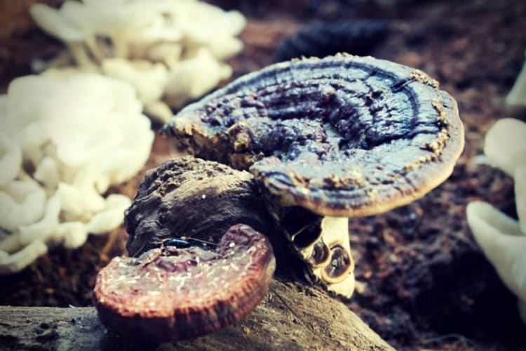 Fresh reishi mushroom for display