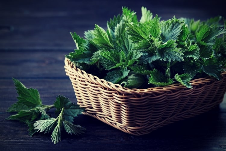 Fresh stinging nettle leaves