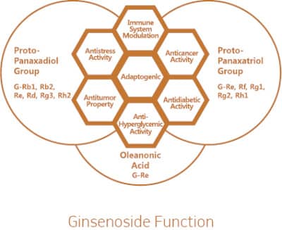Ginsenoside benefits