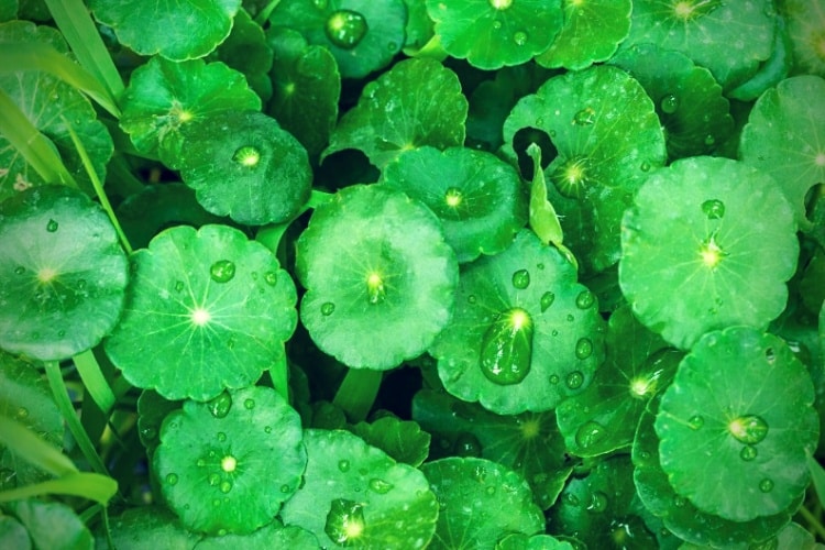 Gotu kola leaves with water drops
