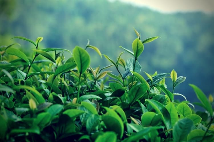 Spring tea trees, illustrating polyphenol-rich plants that support endothelial function