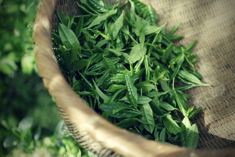Green tea