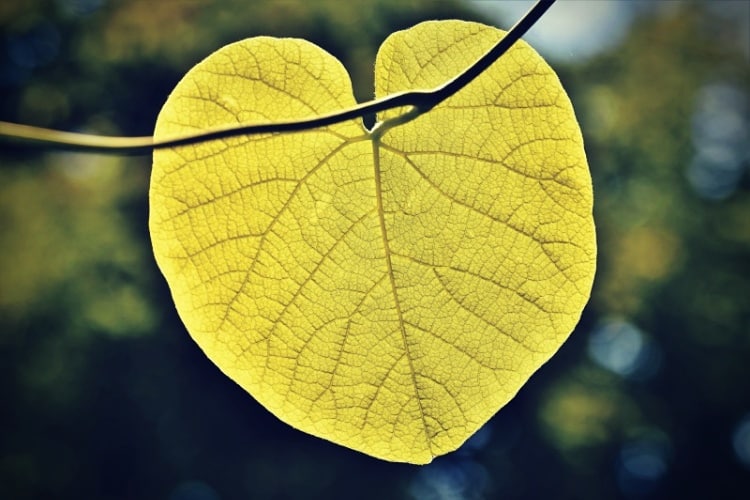 Heart shaped leaf Heart shaped leaf
