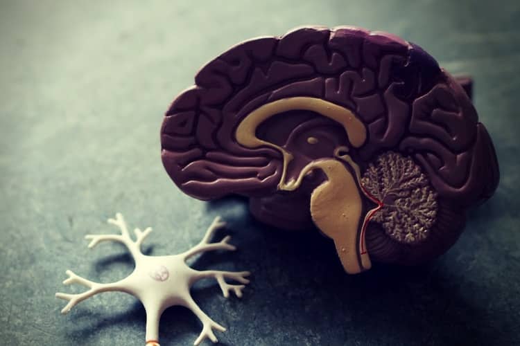 Human brain Human brain