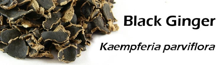 thai ginseng Kaempferia Parviflora, Krachai Dum