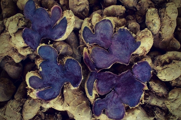 Kaempferia parviflora black ginger