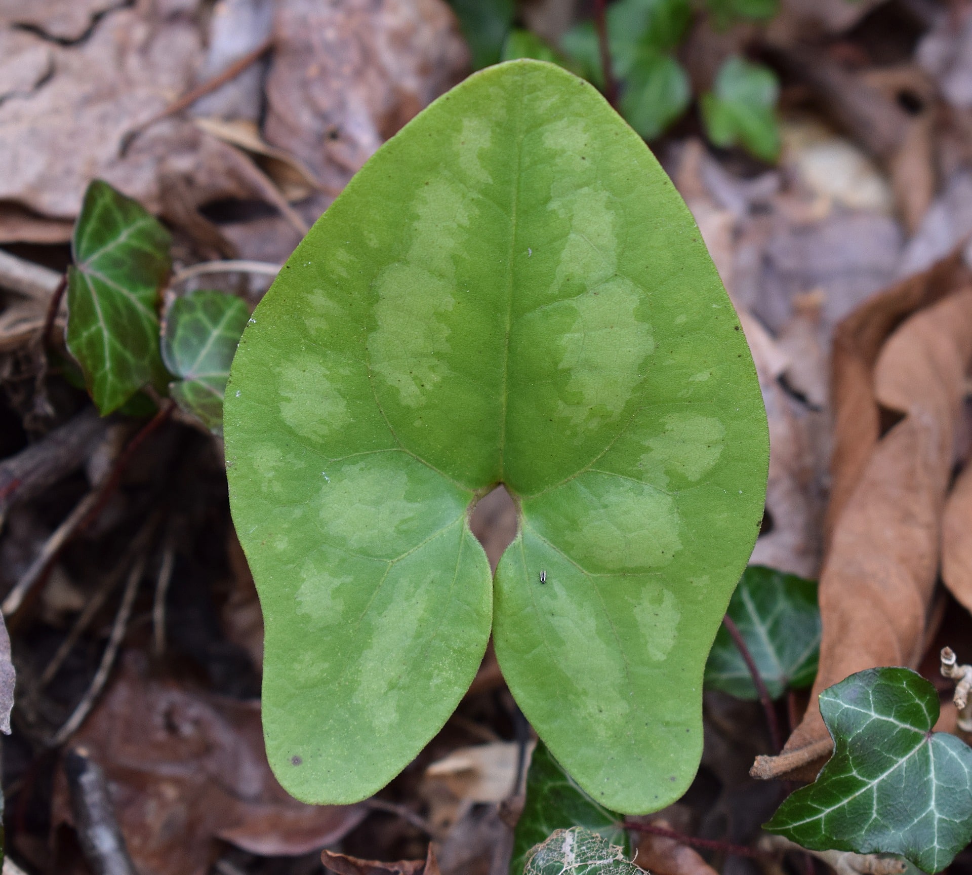 Leaf forest floor wild ginger Leaf forest floor wild ginger
