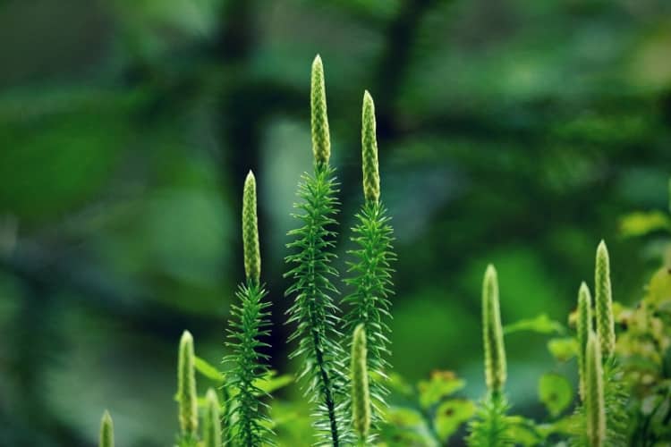 Lycopodium clubmoss plant moss