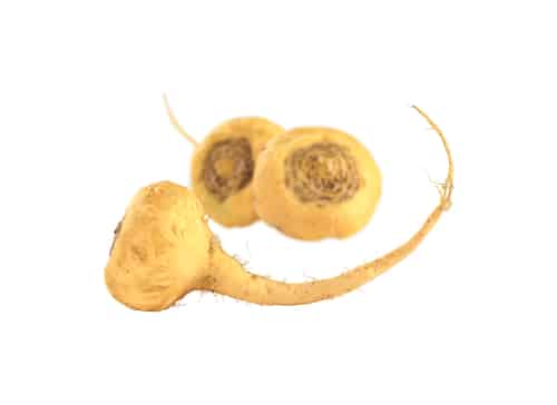 Maca roots Maca roots