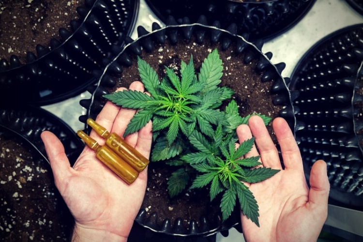 Medicinal Cannabis. Hands holding ampoules and Marijuana Leaves on Top of Plants