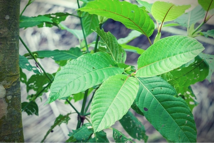 Mitragyna speciosa korth (kratom) a drug from plant Mitragyna speciosa korth (kratom) a drug from plant