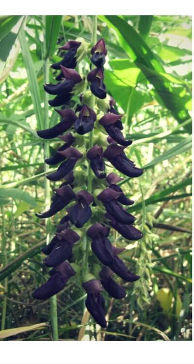Mucuna pruriens flower, the source of L-DOPA used in supplements